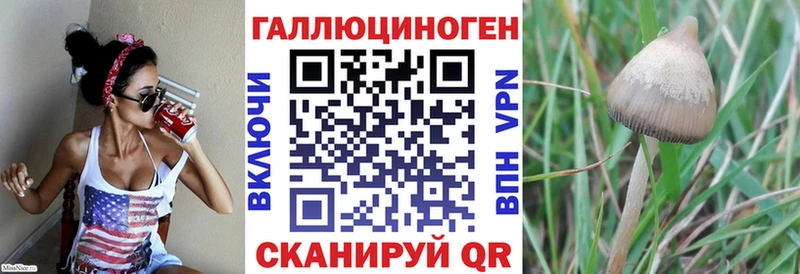 Галлюциногенные грибы Psilocybe Троицк